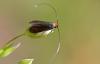 280514 – Photo : Marc Solari – France (68)